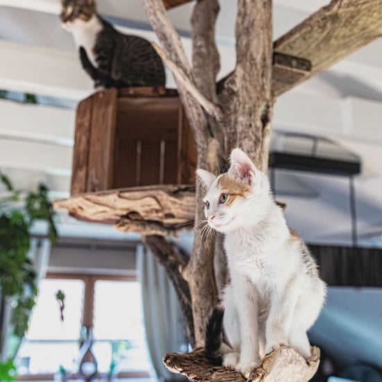 TOMCAT High Tower Kratzbaum Kletterbaum im Wohnzimmer Katzenmöbel