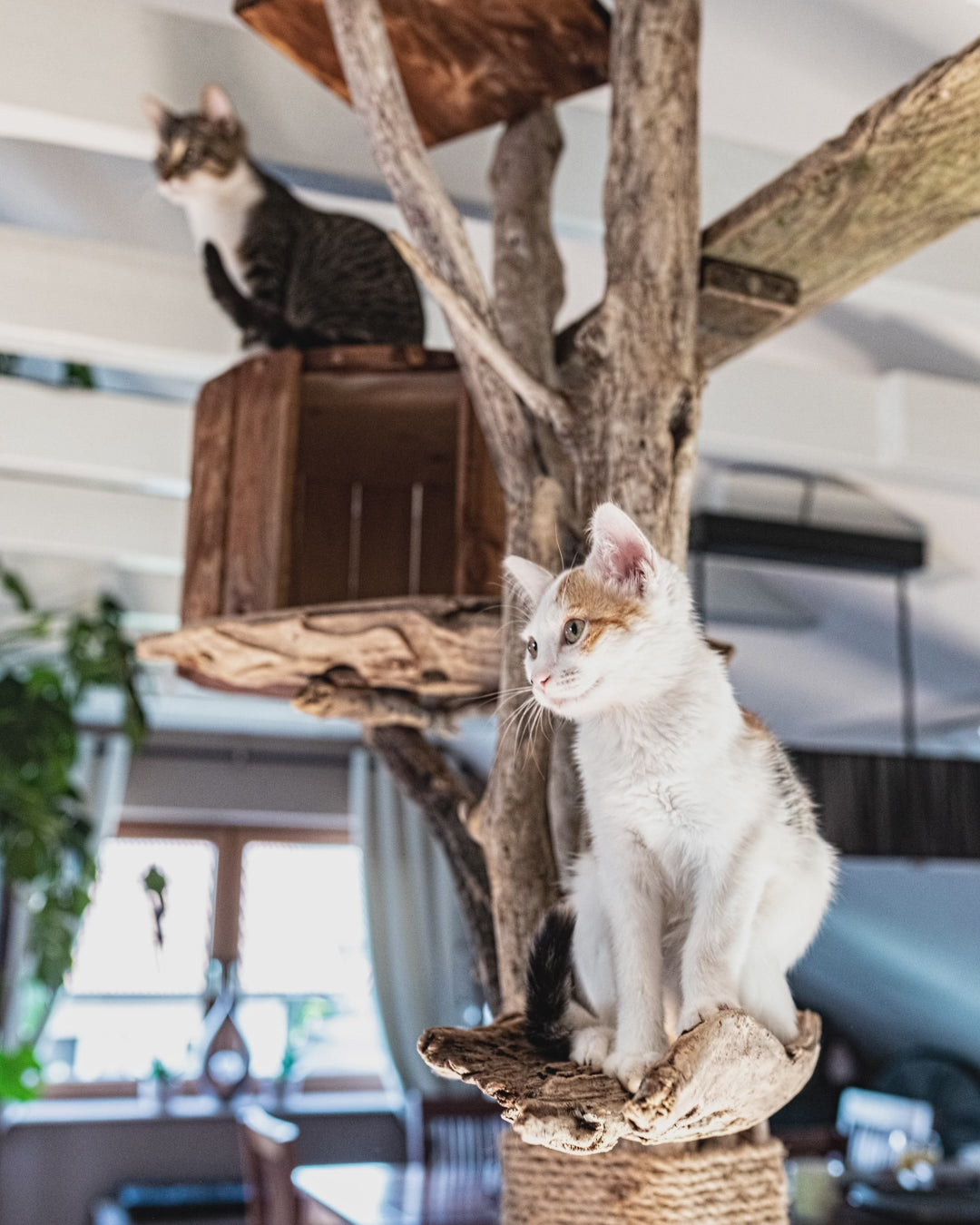 TOMCAT High Tower Kratzbaum Kletterbaum im Wohnzimmer Katzenmöbel