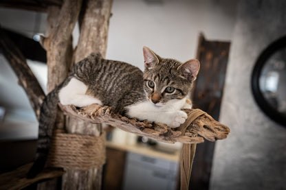 Natürliche Holzstruktur – TOMCAT High Tower Kletterbaum