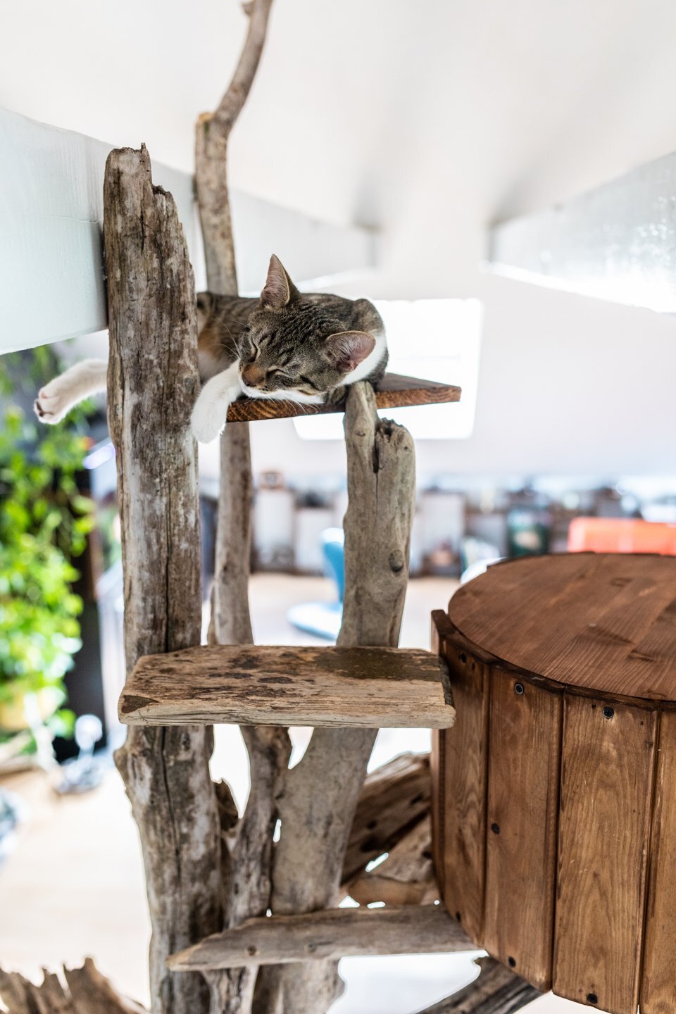 Großer Katzenkratzbaum Kletterbaum aus Naturholz – TOMCAT High Tower - Katzenmöbel