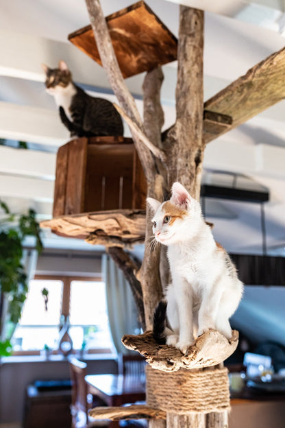 Stabiler Kratzbaum für große Katzen – TOMCAT High Tower Katzenmöbel Kletterbaum