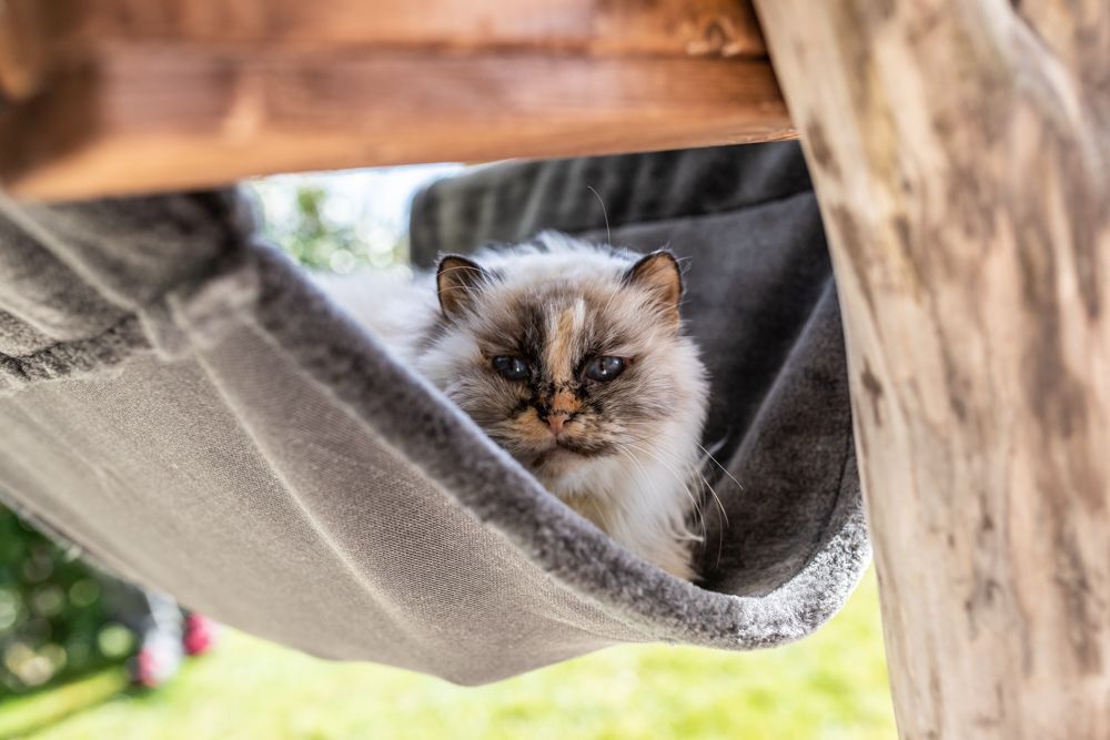Naturdesign Kratzbaum  Kletterbaum– TOMCAT Lounge Tower - Katzenmöbel
